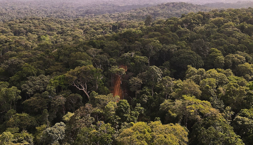 Gabon is home to one of the most precious tropical forests