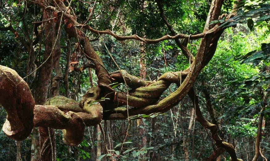 Gabon is home to one of the most precious tropical forests